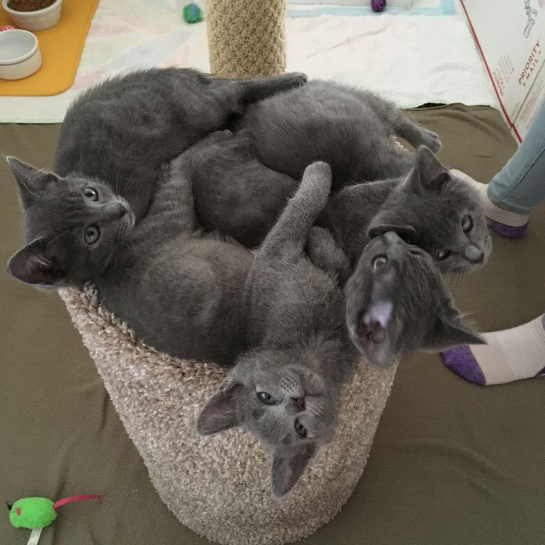 Russian Blue Kittens Background