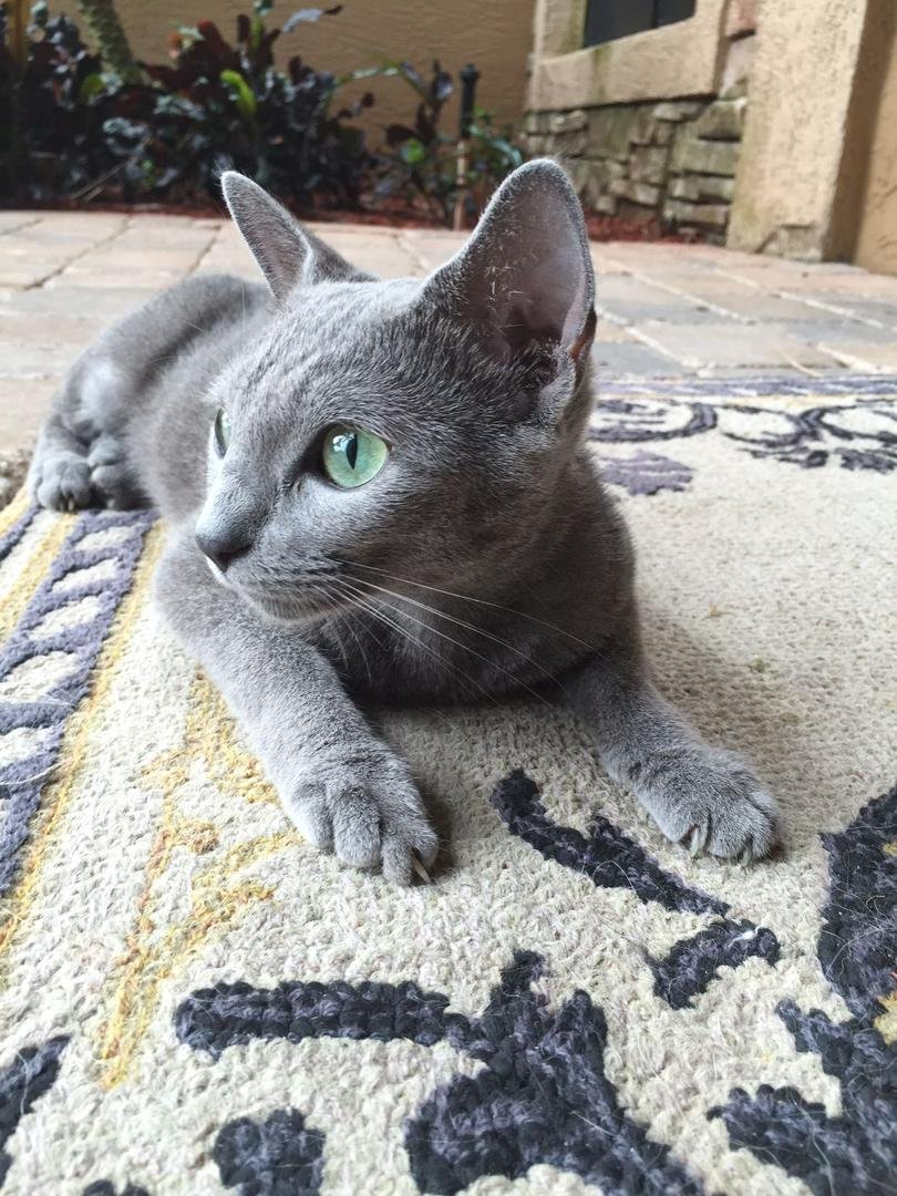 Russian Blue Playing