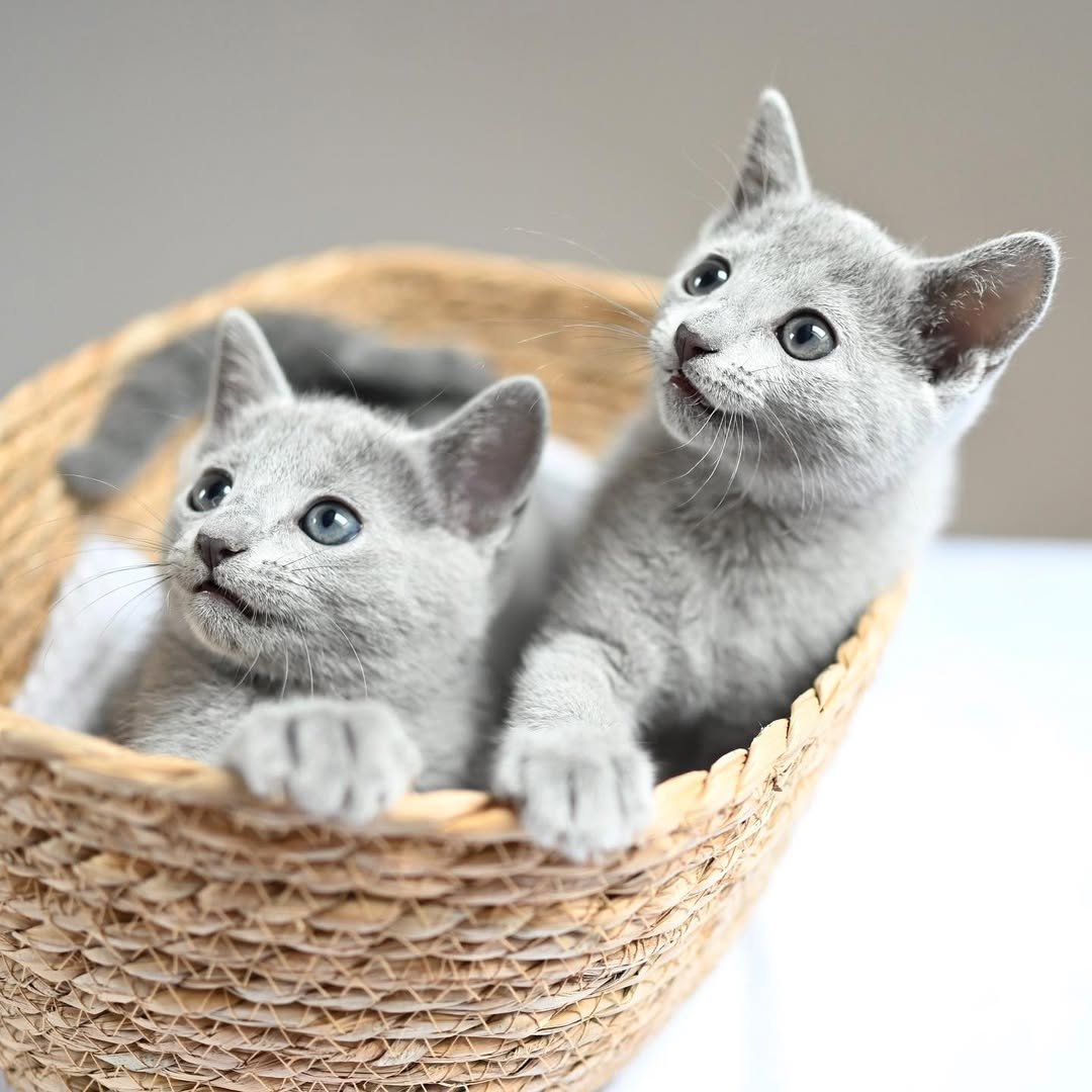 Daisy Clover Bonded Russian Blue Kittens Pair Austin Texas - Male Female Siblings for Sale Together