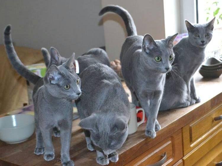 Russian Blue Cat
