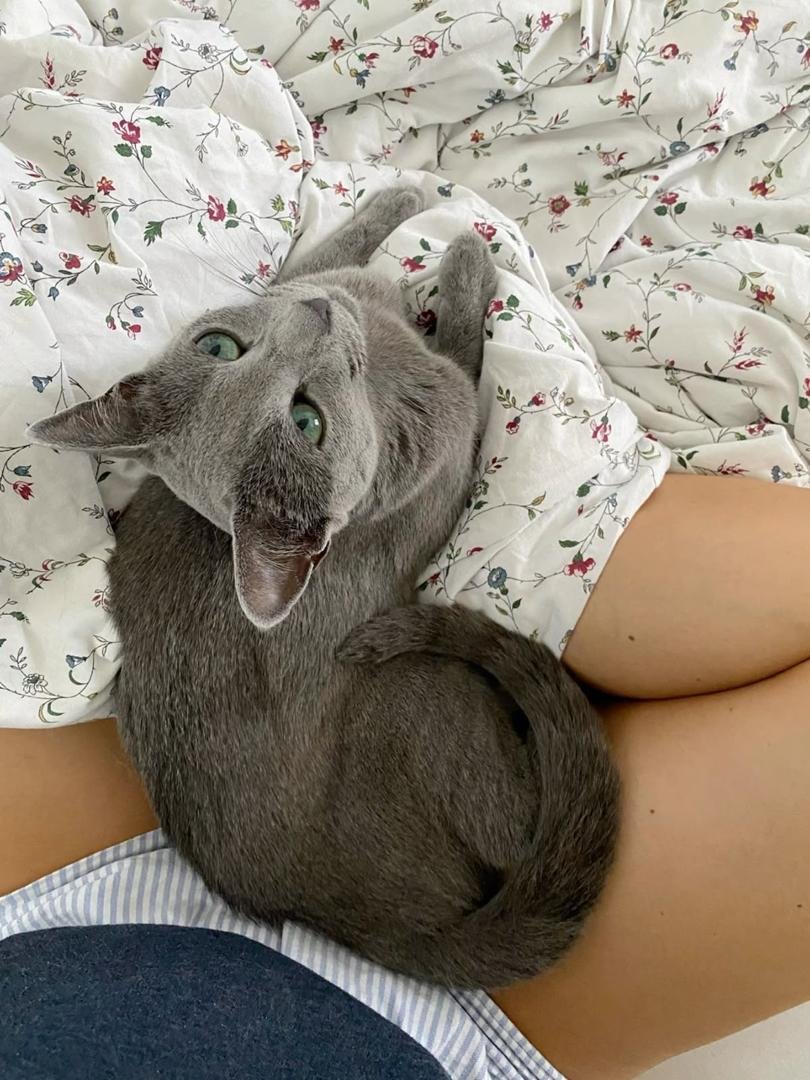 Beautiful Russian Blue Cat
