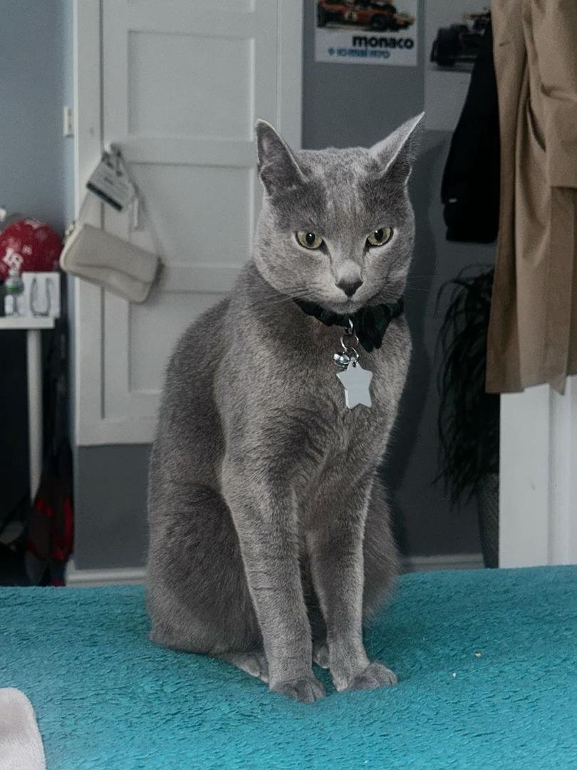 Champion Russian Blue breeding cats