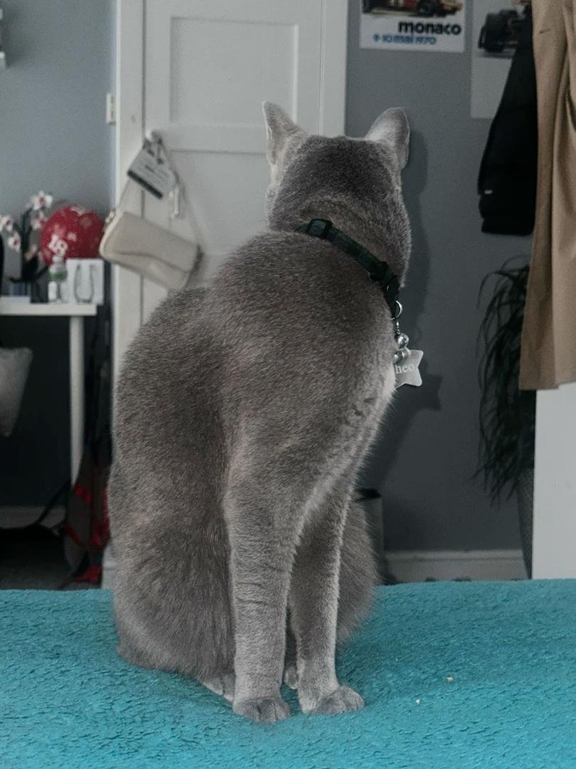 Happy families with Russian Blue kittens