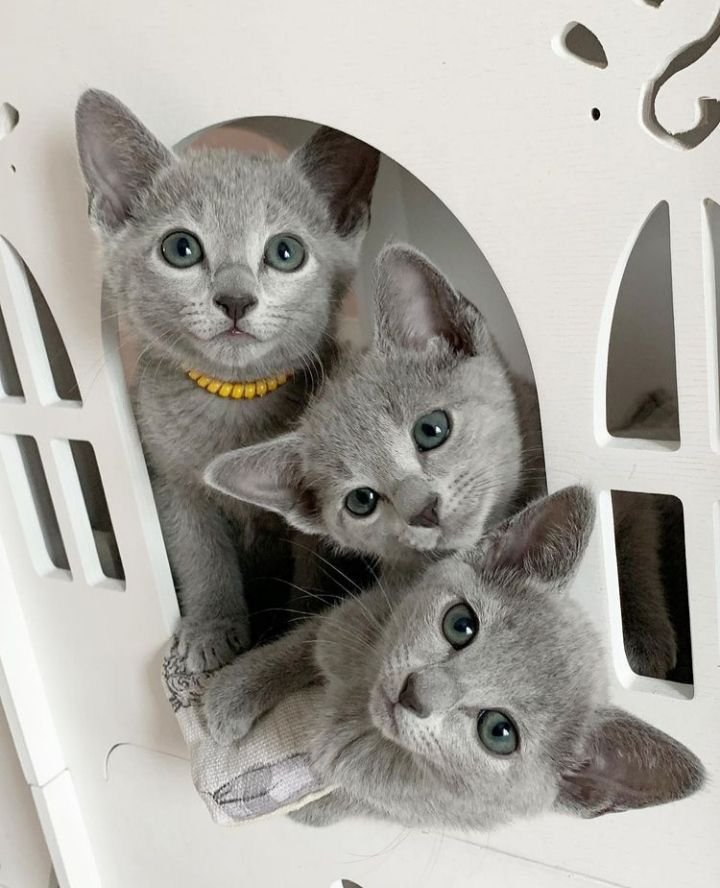 Russian Blue Kittens