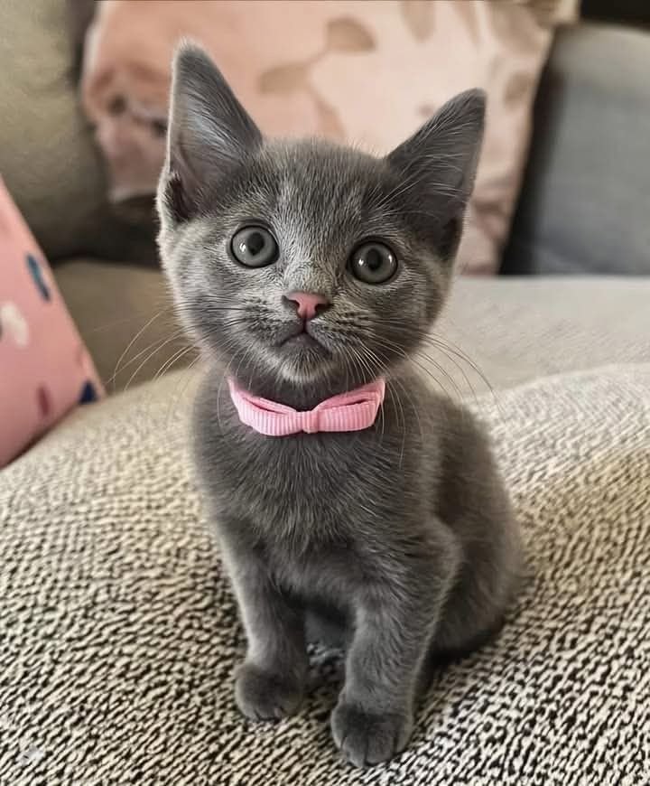 Russian Blue kitten Sapphire