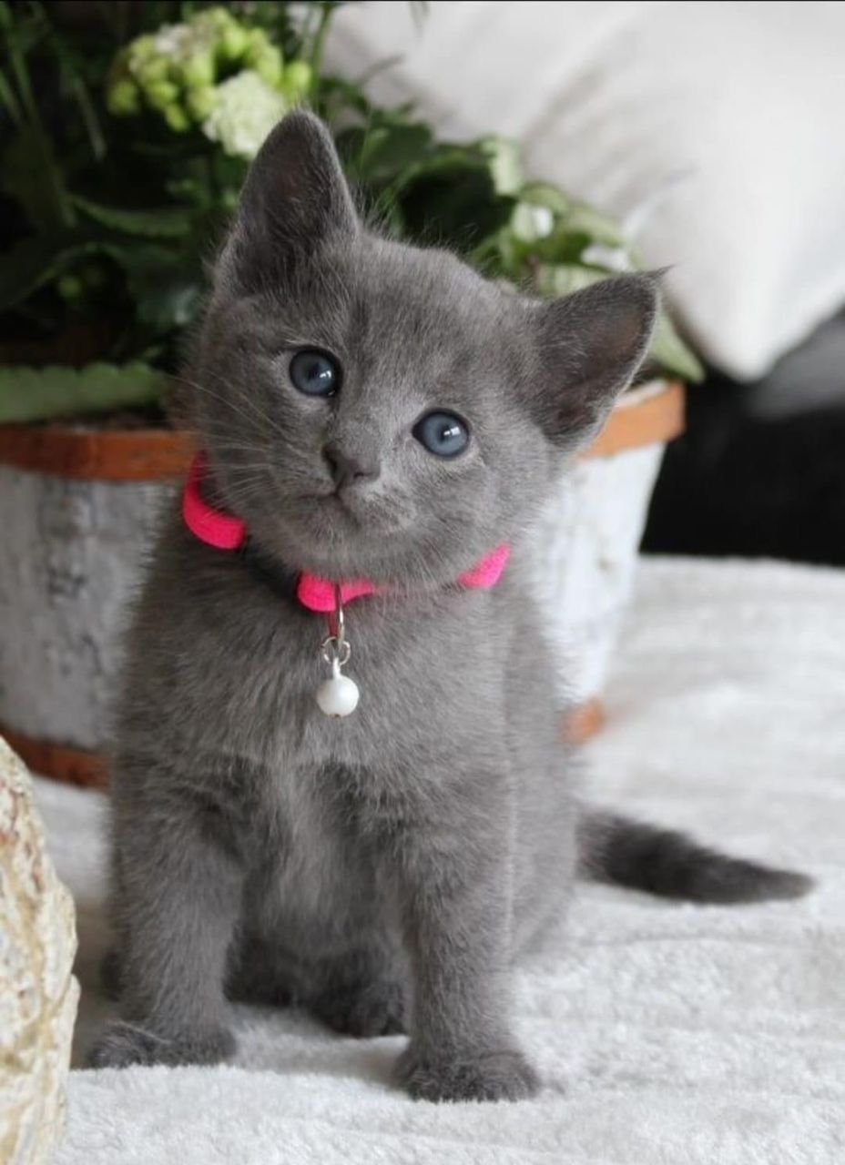 Russian Blue kitten Sterling