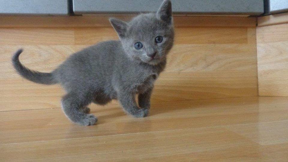 Russian Blue kitten Luna