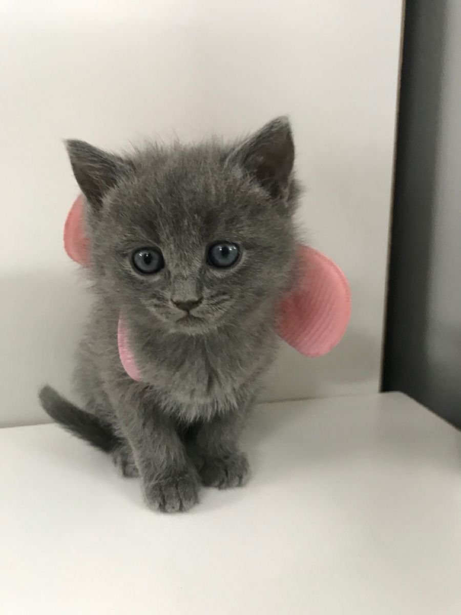 Russian Blue kitten Misty