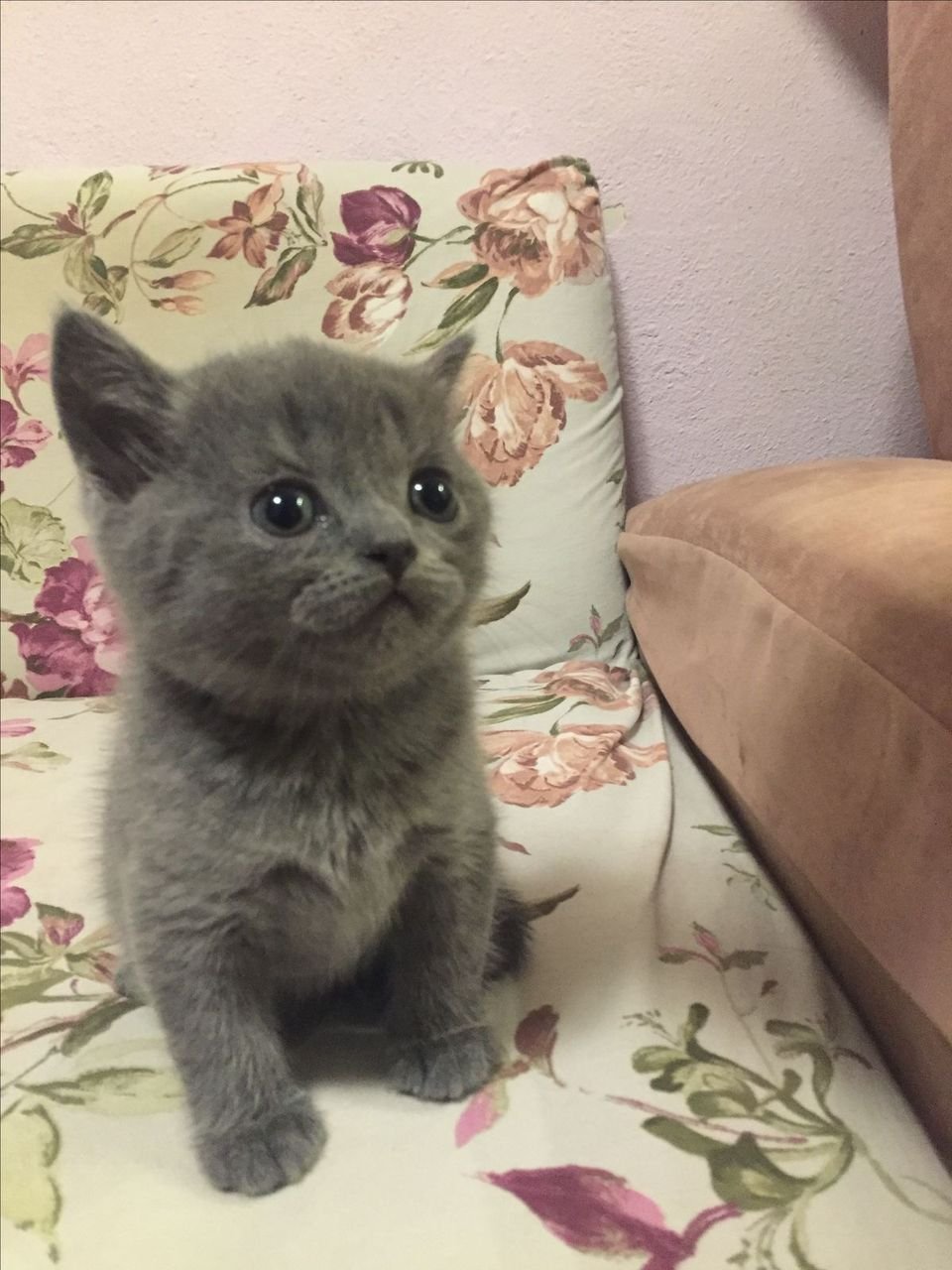 Russian Blue kitten Ash