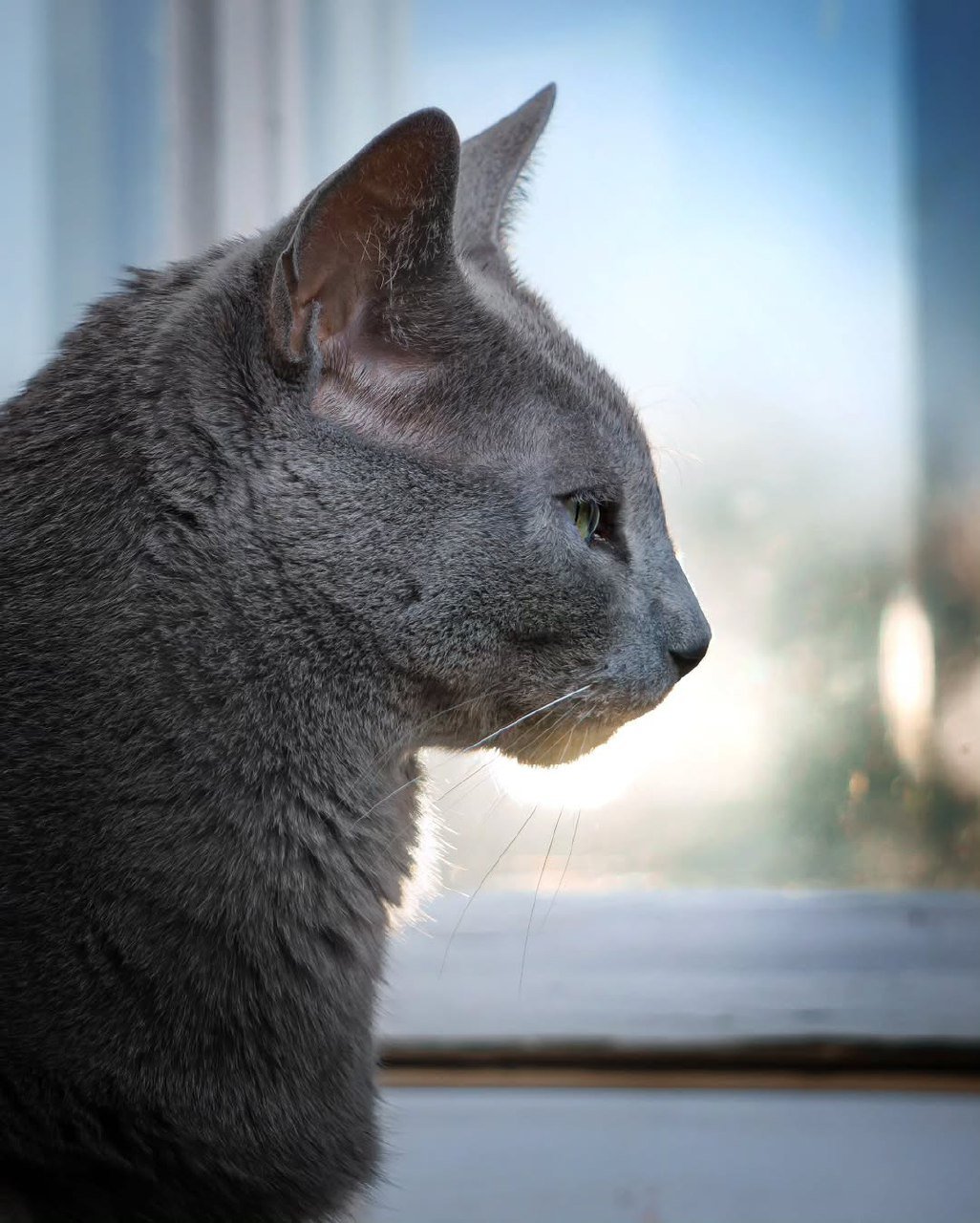 Premium Russian Blue Kitten for Sale Austin Texas - Archangel Silver Cattery Champion Bloodlines