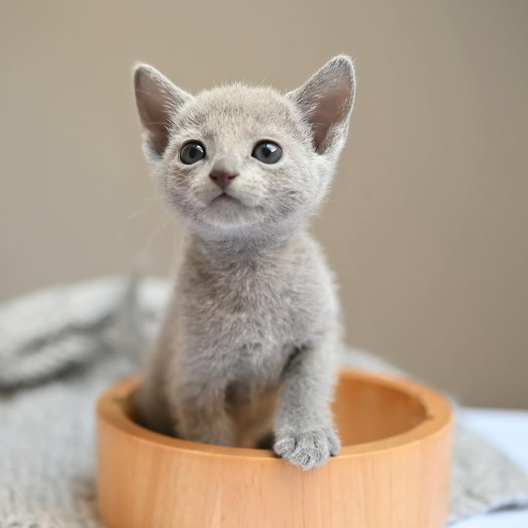 Willow Russian Blue Kitten for Sale Austin Texas - Female Silver Blue Coat Emerald Eyes
