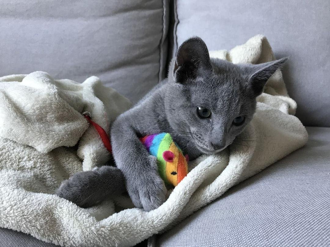 Russian Blue Kitten Socialization Play Austin TX - Early Training Well-Adjusted Kittens