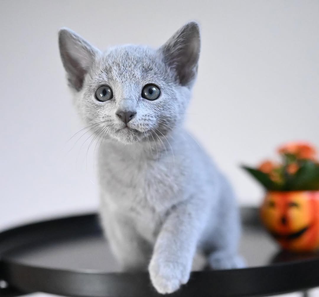 Oliver Russian Blue Kitten for Sale Texas - Male Show Quality Pedigree Austin