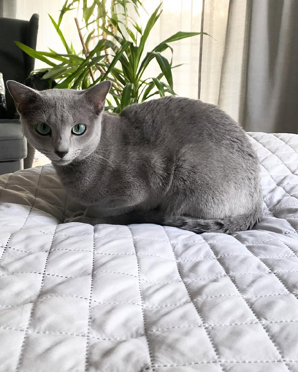 Luna Champion Russian Blue Queen Breeding Cat Austin Texas - Emerald Eyes Silver Coat Pedigree