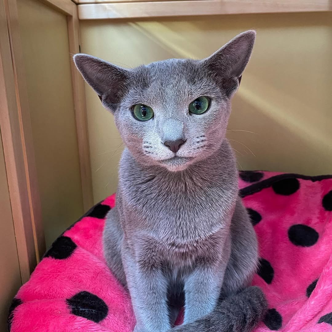 Maxim Champion Russian Blue Stud Breeding Cat Austin TX - Show Quality Bloodline Genetics